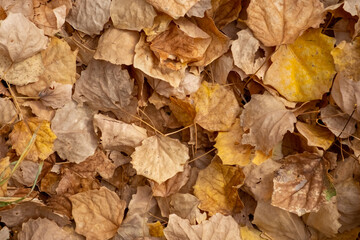 Beautiful autumn foliage laying on the ground background. Colorful dried foliage background. Fall nature tree leaves. Golden autumn concept. Beautiful autumn nature background.