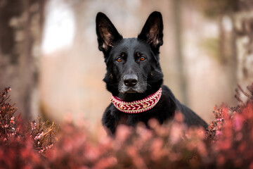 Schäferhunde