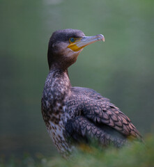 cormorán tranquilamente posando para la cámara