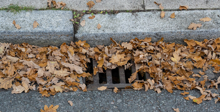 Verstopfter Gullydeckel mit Herbstbl&auml;ttern an einer Stra&szlig;e
