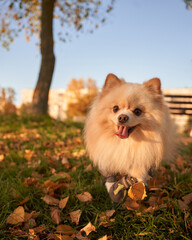 Fototapeta premium Small dog in autumn park. German spitz walking at grass and yellow leafes