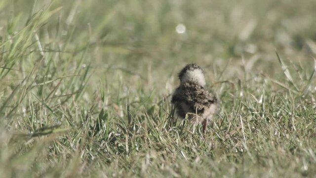 Lapwing in the duemmer basin