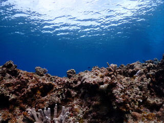 沖縄・石垣島川平湾沖の海底のサンゴたち