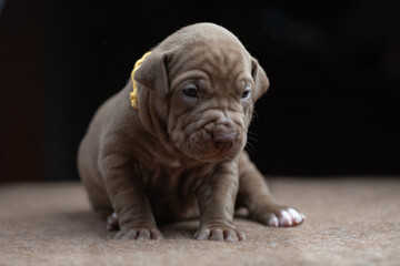 Portrait of a small beautiful purebred American Pit Bull Terrier puppy.