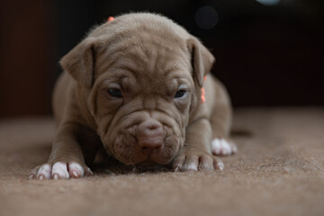 Portrait of a small beautiful purebred American Pit Bull Terrier puppy.