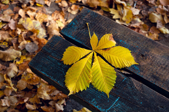 Yellow chestnut leaf, on a wooden bench, against the background of autumn nature. A golden chestnut leaf, on a wooden board painted with blue paint.