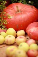 Pumpkin, harvest of autumn vegetables, healthy vegetables - 466974177