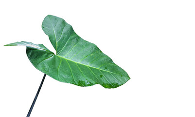 Isolated tropical elephant ear leaf with clipping paths.