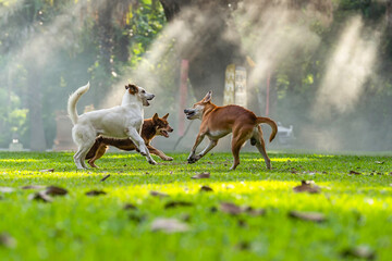Three dogs are fighting outdoor. Dogs scare each other in an aggressive behavior in garden outdoor.