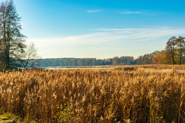 Golden hour by the Narew River