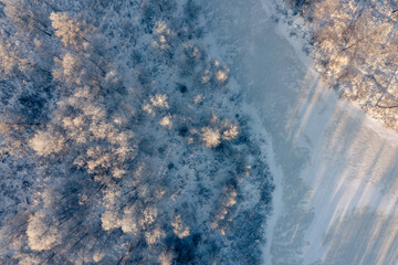 winter forest
