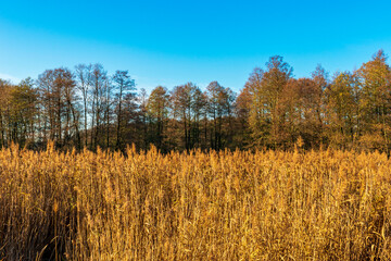 Golden hour by the Narew River