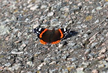Admiral - Red admiral