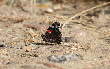 Admiral - Red admiral