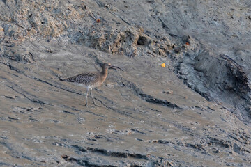 Whimbrel (Numenius phaeopus) at Sundarbans NP, West Bengal, India.