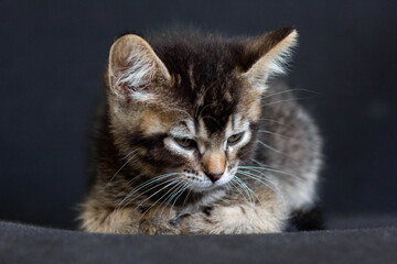 Unfocused tricolor domestic kitten lying and looking aside on the black background