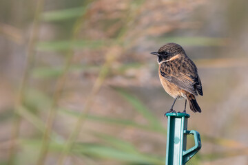 Male European stonechat perches on post in front of reeds, Minsmere, Suffolk