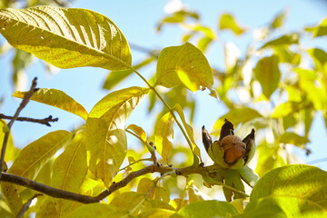 Walnut tree with ripe walnut fruit on branch