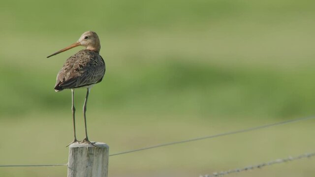 blackmailed godwit in the duemmer basin, germany