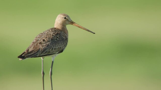 blackmailed godwit in the duemmer basin, germany