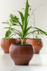 Pandanus plant in brown clay pot on the white background
