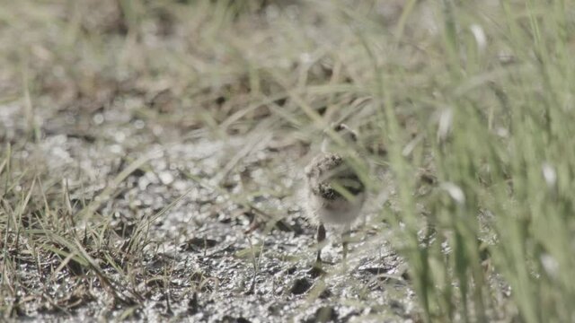 lapwing in springtime, duemmer basin 