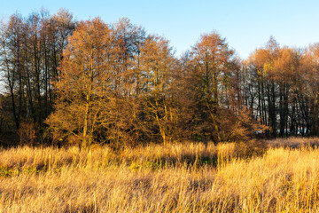 Golden hour by the Narew River