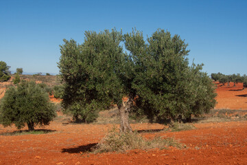 Hermoso olivo en olivar español