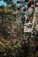 Forest Brush With Deer Stand Ladder, Nature In Autumn Fall Woods