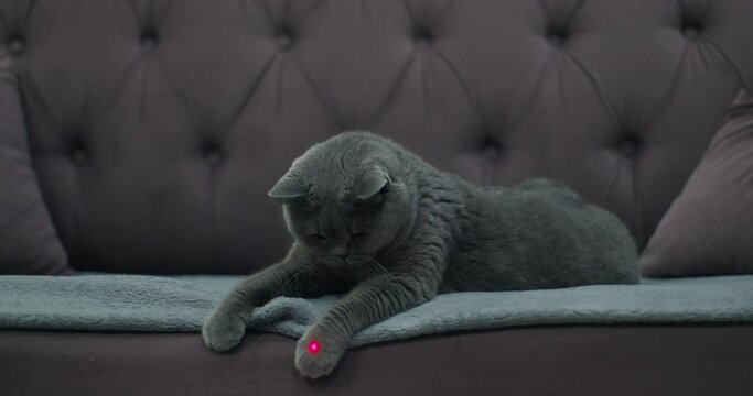 The gray cat reacts to a ray of light, plays on the couch.