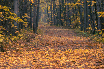 Obraz premium Rain and fall hues in the Monticolo Forest in South Tyrol, Italy.