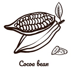 Cacao bean fruit. Hand drawn vector sketch cacao beans illustration on white background. Icon of cooking ingredient. Cocoa beans and leaves for logotype, menu or package design.