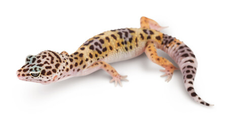 Leopard gecko or Eublepharis macularius isolated on white background with clipping path and full depth of field