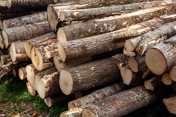 Pile of pine logs on meadow in forest