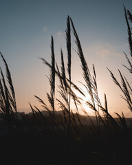 Fototapeta premium Sunset 