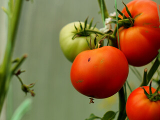 In the greenhouse, tomato fruits ripen on the beds.
