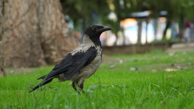 Crow on a green grass in the park, eating something