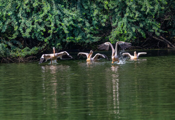 A group of Pink Pelicans ready to take off