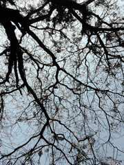 tree branches against blue sky
