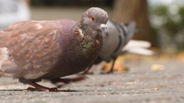 Pigeons in the city park eating from the ground, close view