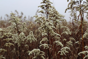 Autumn wildflowers