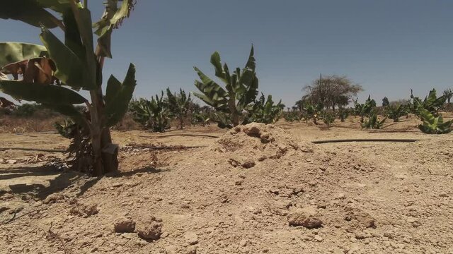 planta&ccedil;&atilde;o de banana irrigada em um lugar seco em um dia de sol