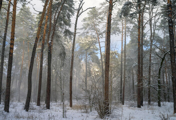 Snow covered trees in the forest. Snowstorm in a pine forest. Selective focus.