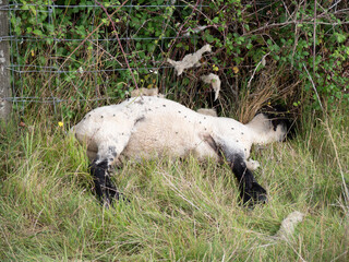 Dead sheep by hedge in field. Agriculture.