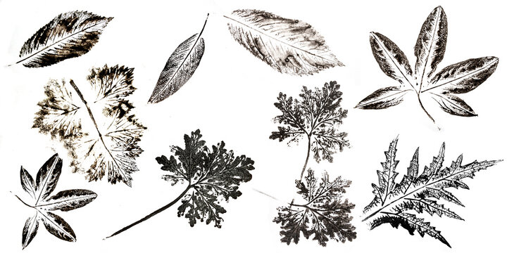 artistic image - imprints of leaves - Graphics - monoprint