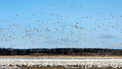 Migrating flocks are full of life.