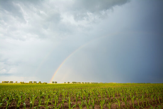 Rainy clouds with a rainbow over the corn field. Bright landscape of agricultural field at spring