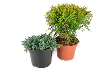 thuja and juniper in flower pots isolated on white background