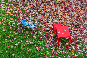 Beauty of autumn - red and yellow leaves