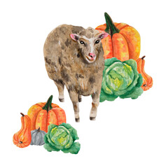 Watercolor design: sheep with vegetables. Pumpkins, cabbage. Harvest festival template. Farm animal for greeting cards, logos, poster print, business cards, eco blog, packaging, organic food market